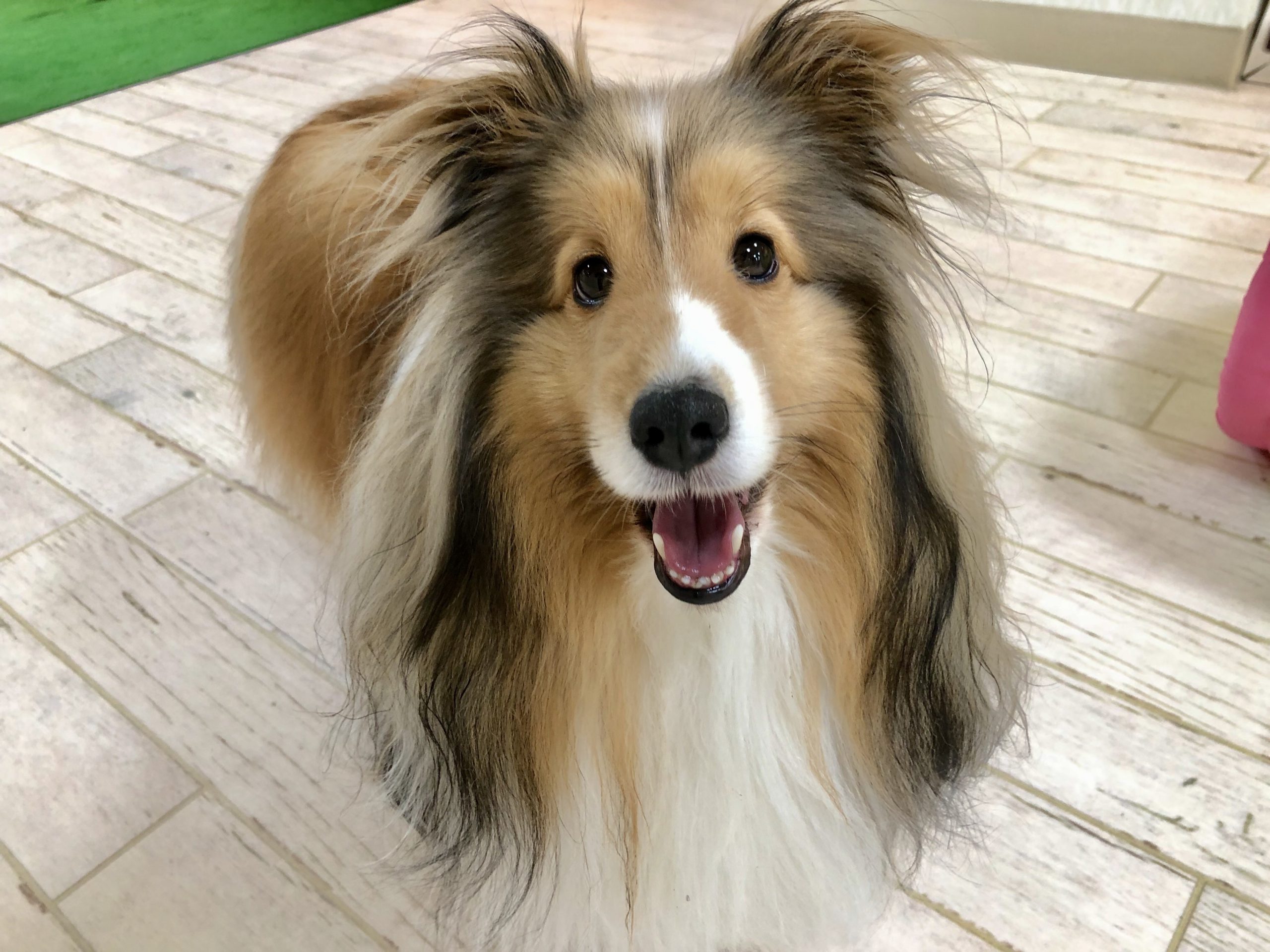 保育園生の紹介 シェットランドシープドッグのエースくん はっぴーているず