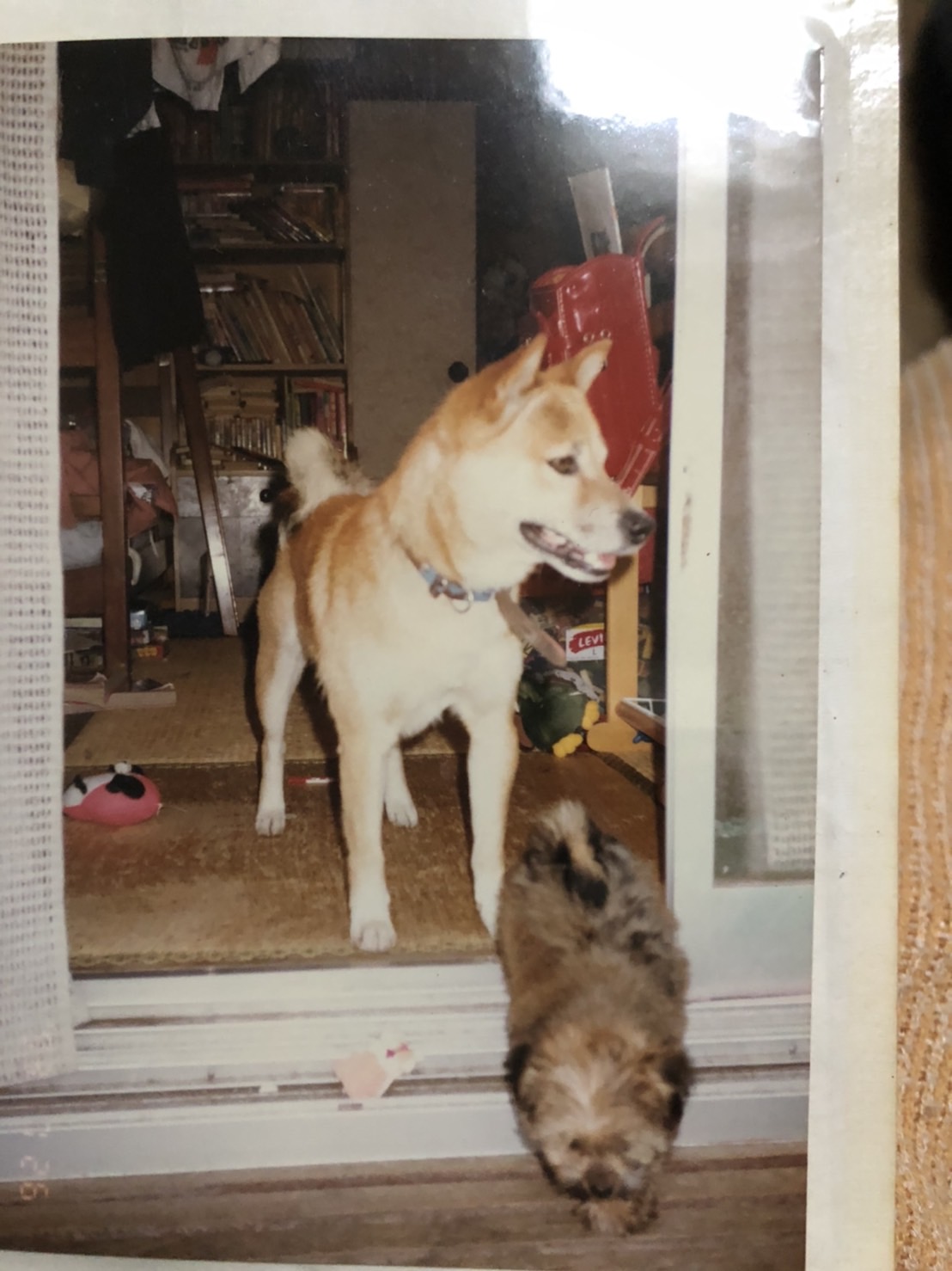 歴代の犬達 はっぴーているず