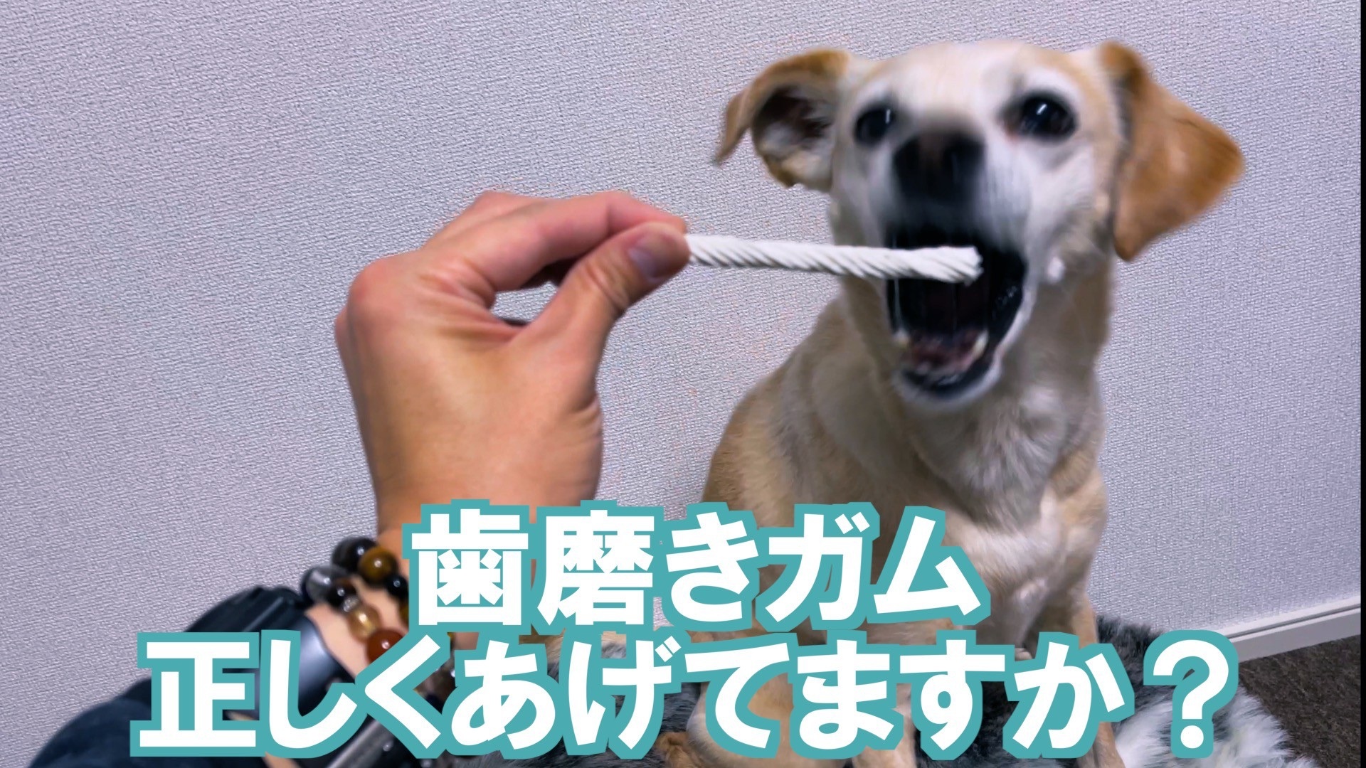 犬の歯磨きガムの正しい使い方知っていますか はっぴーているず